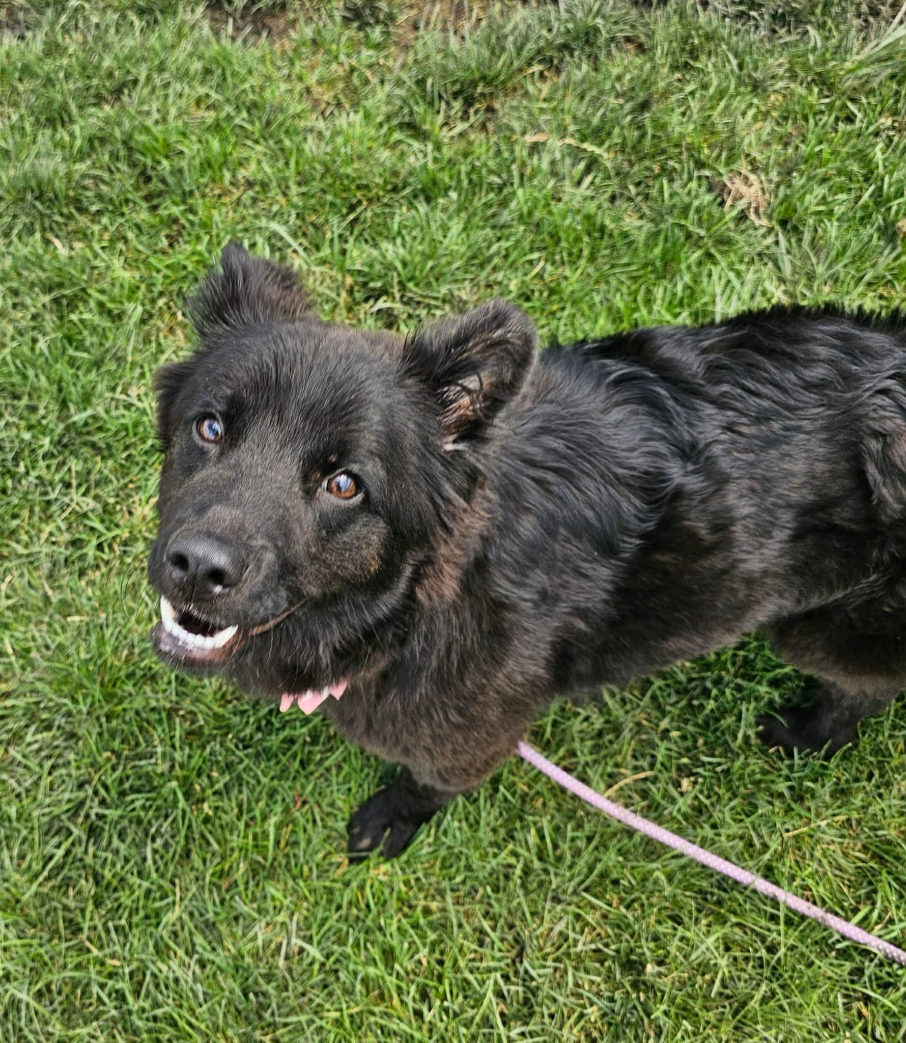 Mixy, a ADOPTABLE mixed breed in Minooka, IL image 5/6
