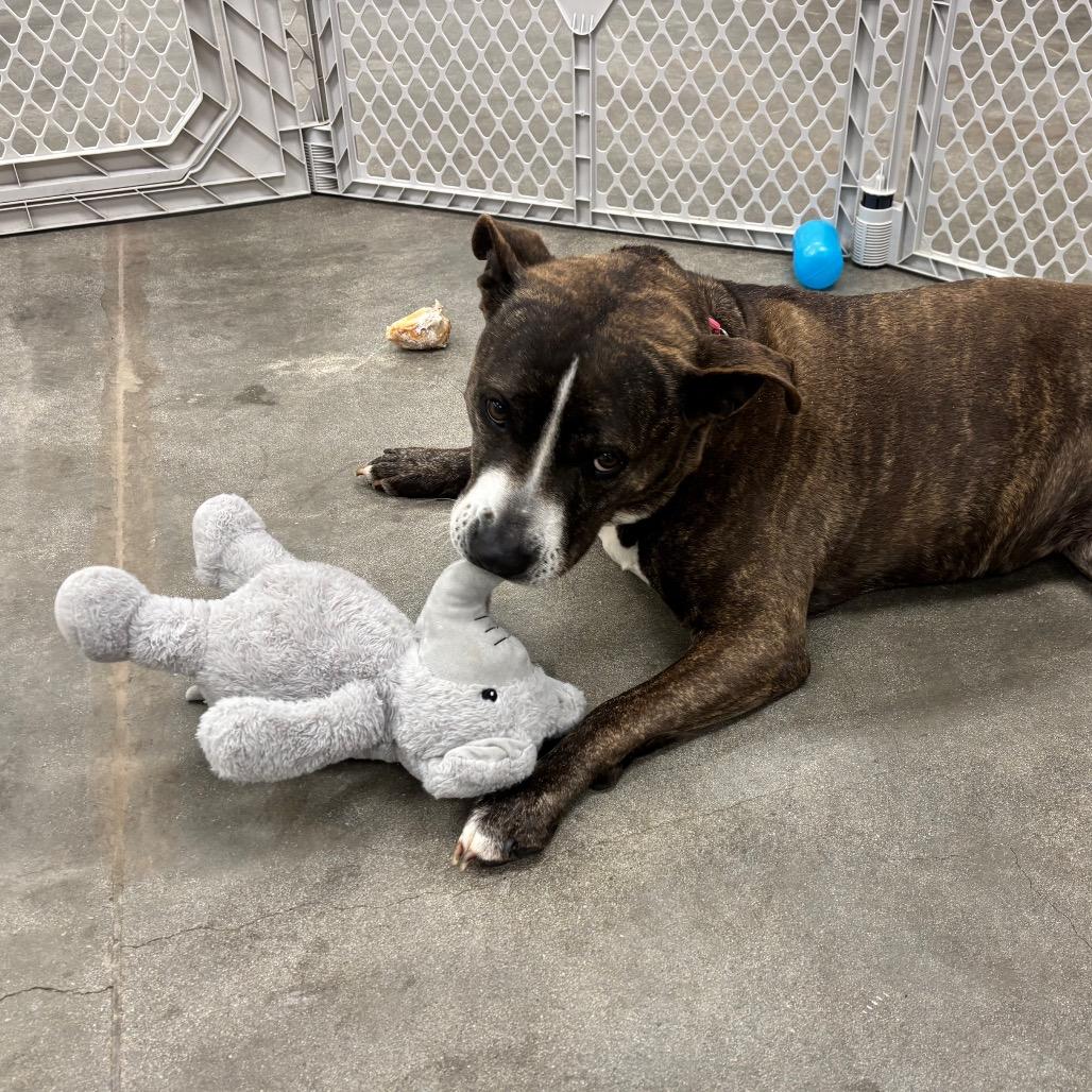 Enlarge Tinsel A2062730, a Adoptable Mixed Breed in San Antonio, TX image 1/4