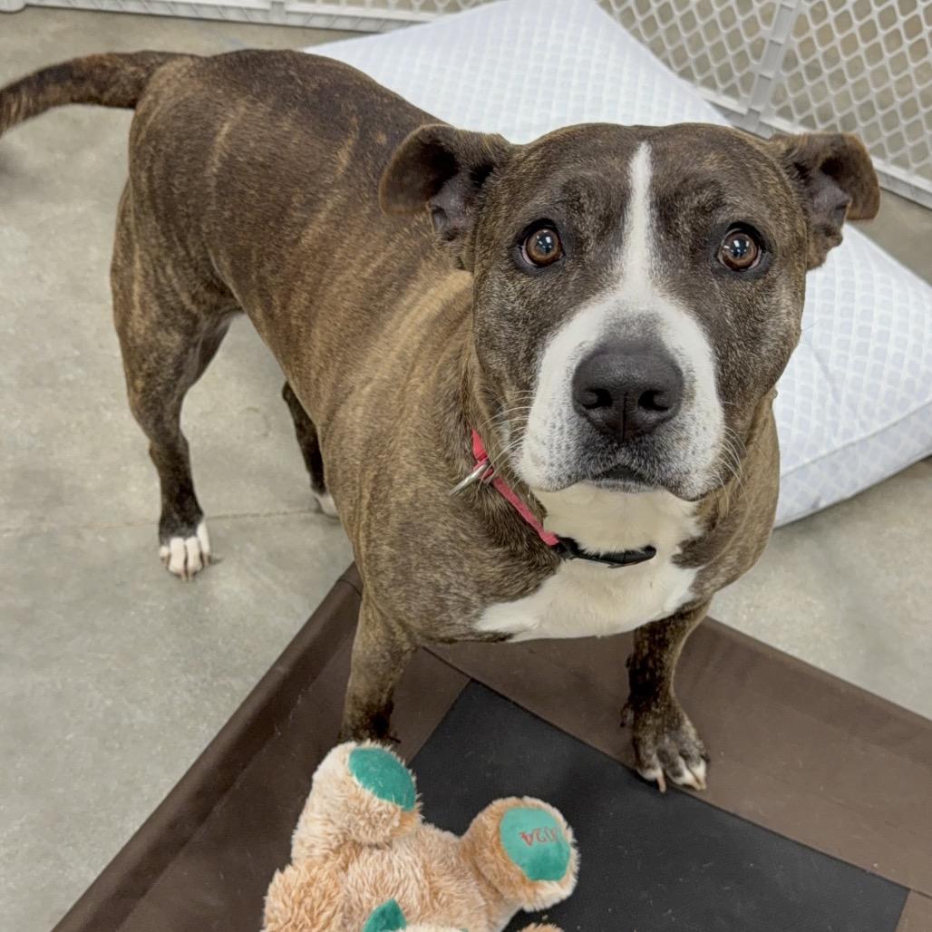 Enlarge Tinsel A2062730, a Adoptable Mixed Breed in San Antonio, TX image 2/4