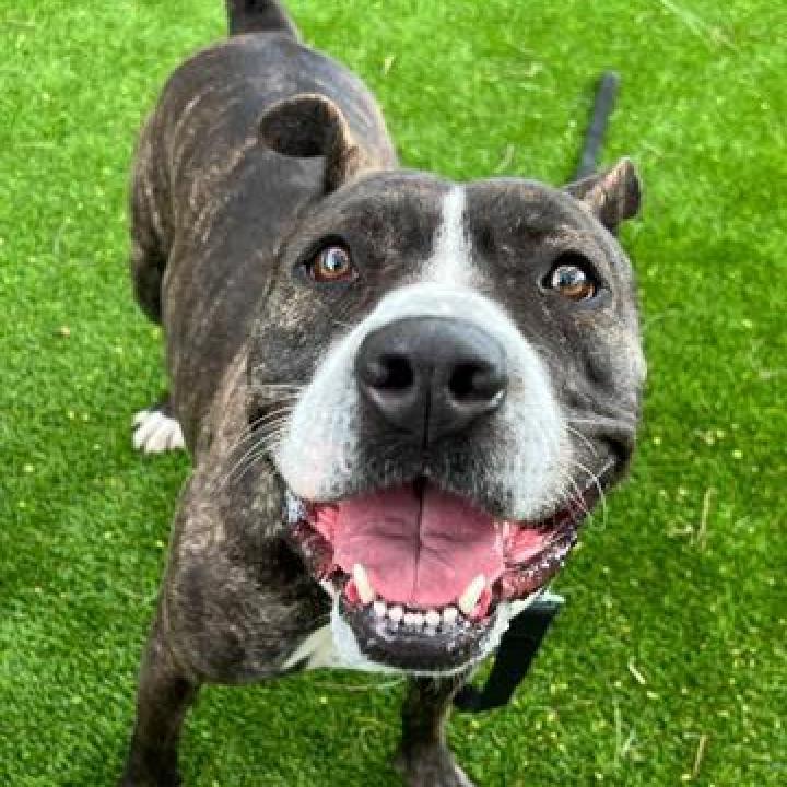 Enlarge Tinsel A2062730, a Adoptable Mixed Breed in San Antonio, TX image 3/4