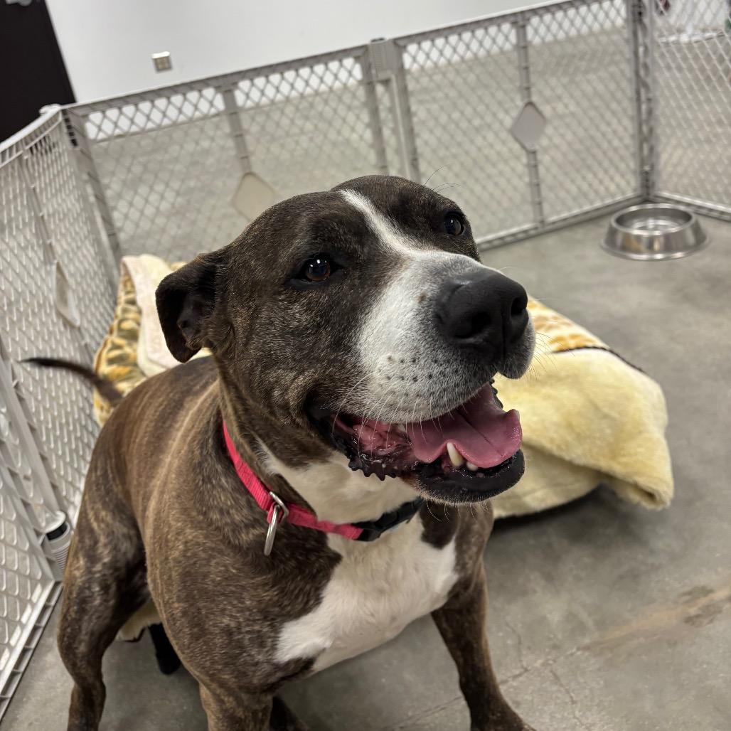 Enlarge Tinsel A2062730, a Adoptable Mixed Breed in San Antonio, TX image 4/4