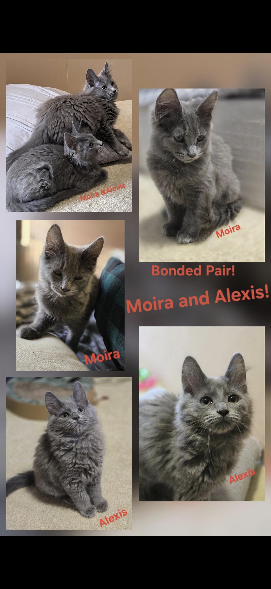 Alexis and Moira, Adoptable, Kitten Female Domestic Medium Hair.