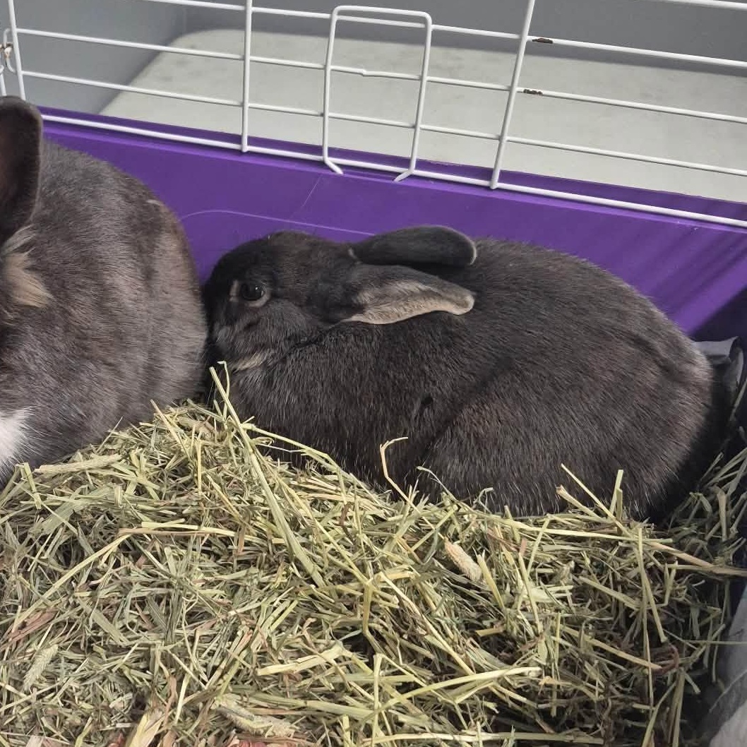 Captain, Adoptable, Young Male Bunny Rabbit.