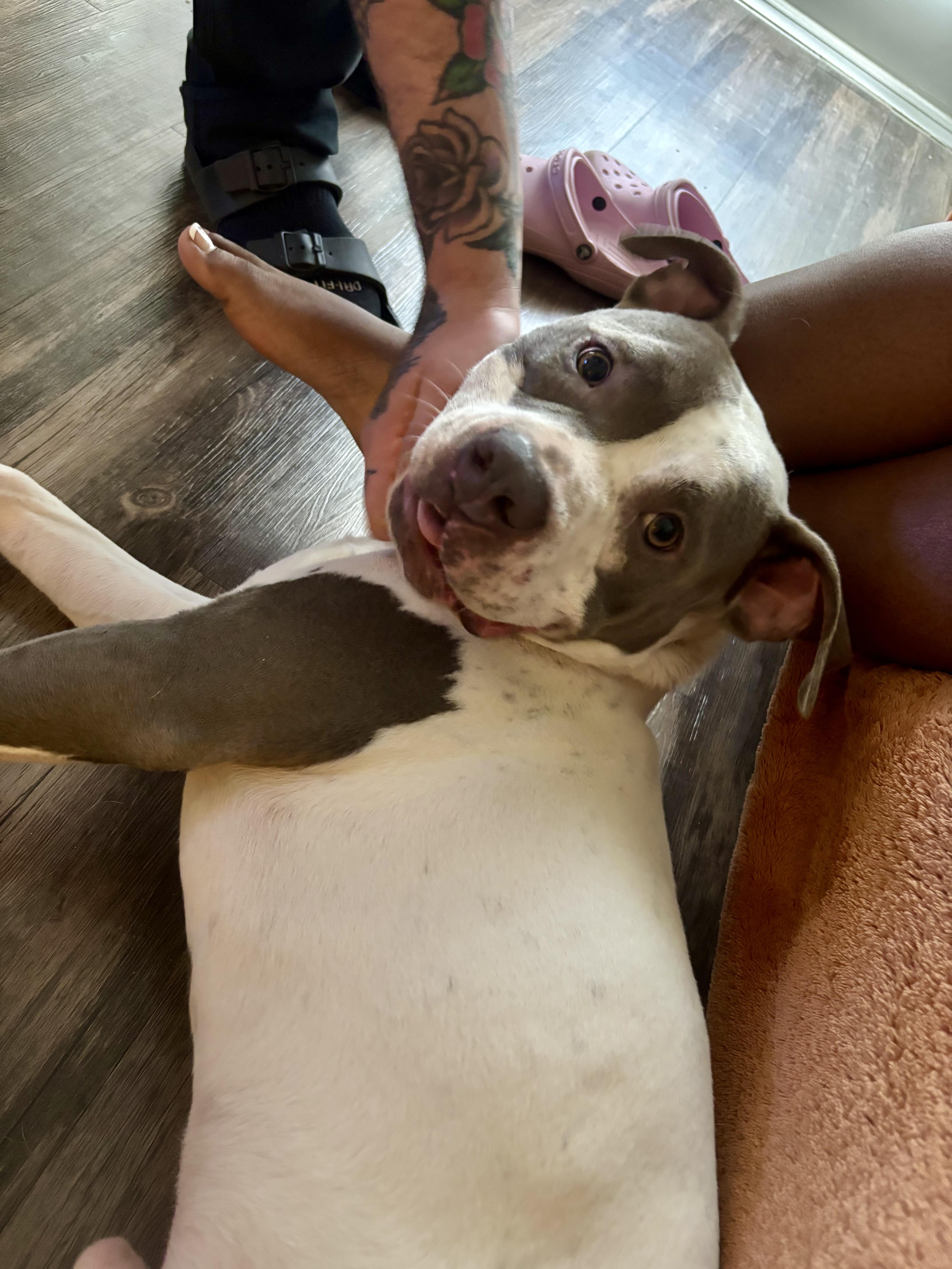 Nine, Adoptable, Adult Male American Staffordshire Terrier.