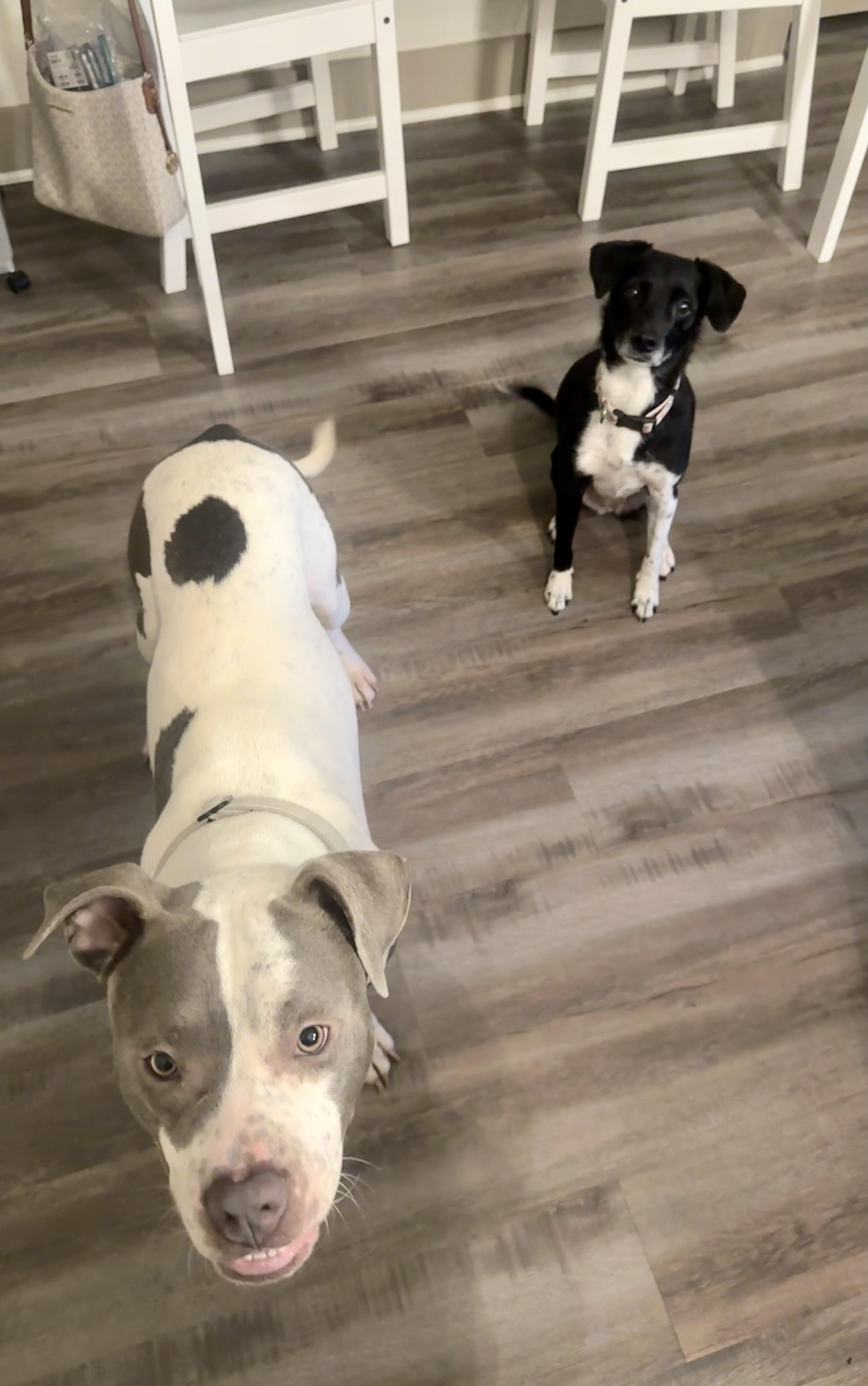 Enlarge Nine, a Adoptable American Staffordshire Terrier in Evans City, PA image 3/6