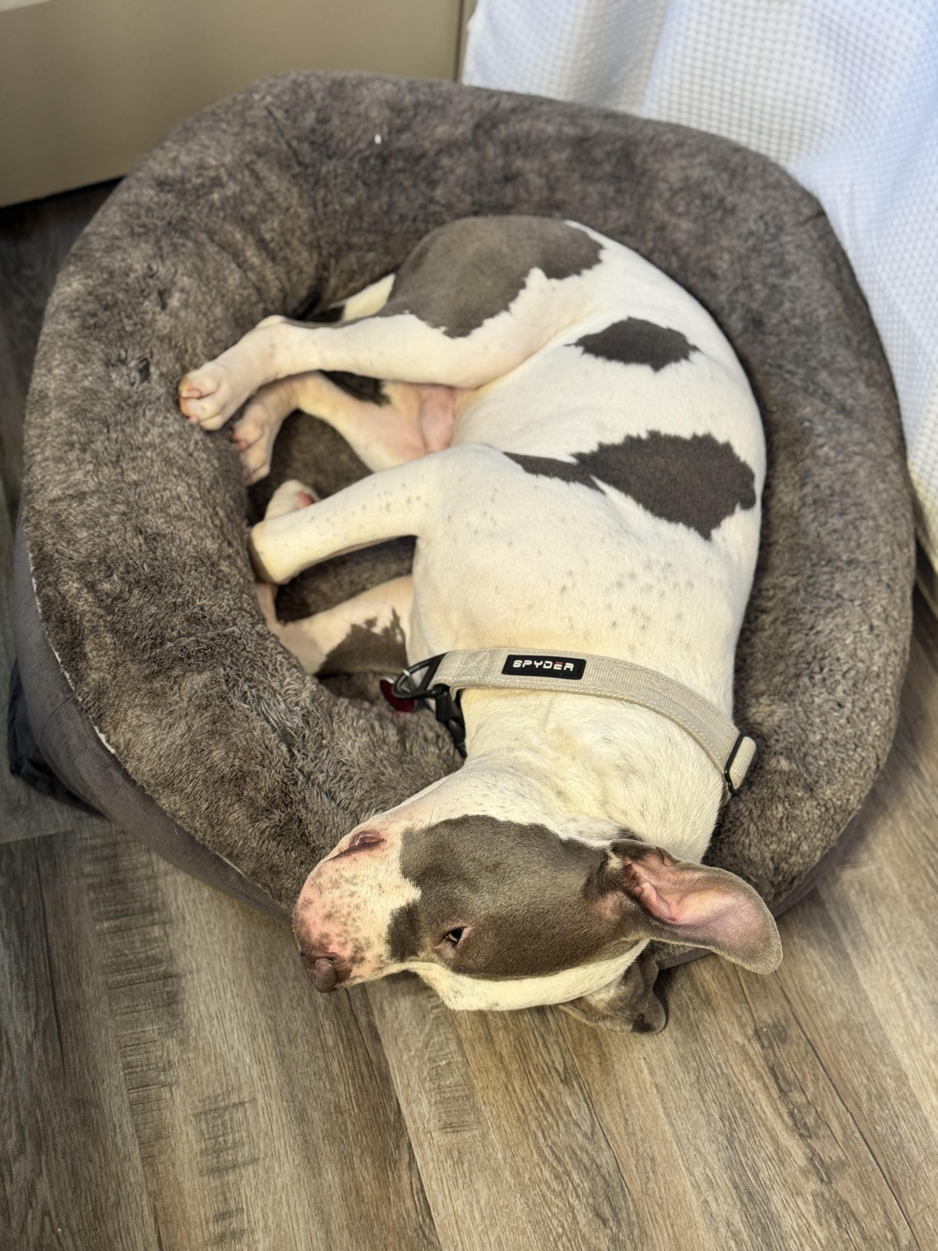 Enlarge Nine, a Adoptable American Staffordshire Terrier in Evans City, PA image 4/6