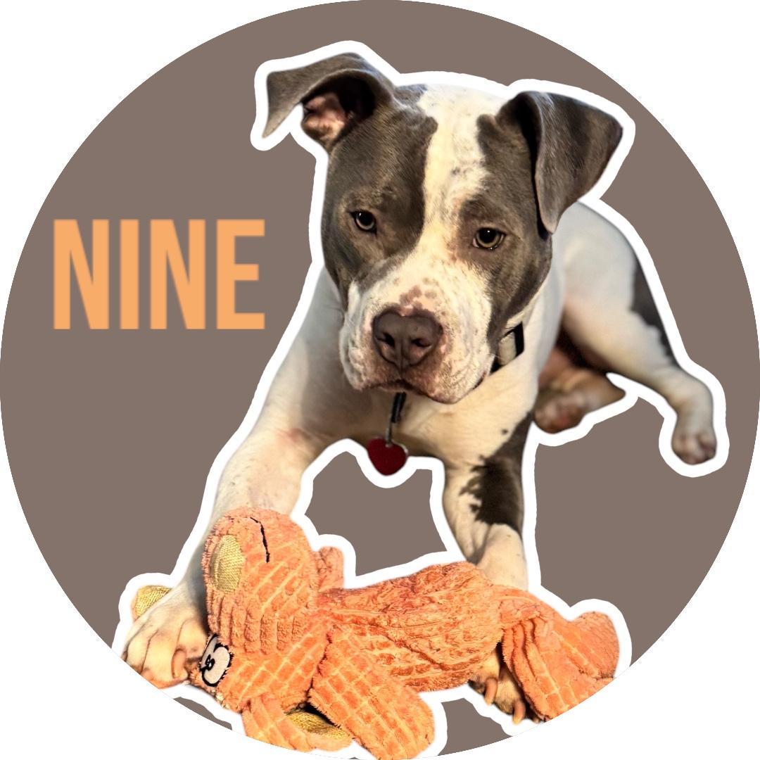 Enlarge Nine, a Adoptable American Staffordshire Terrier in Evans City, PA image 6/6