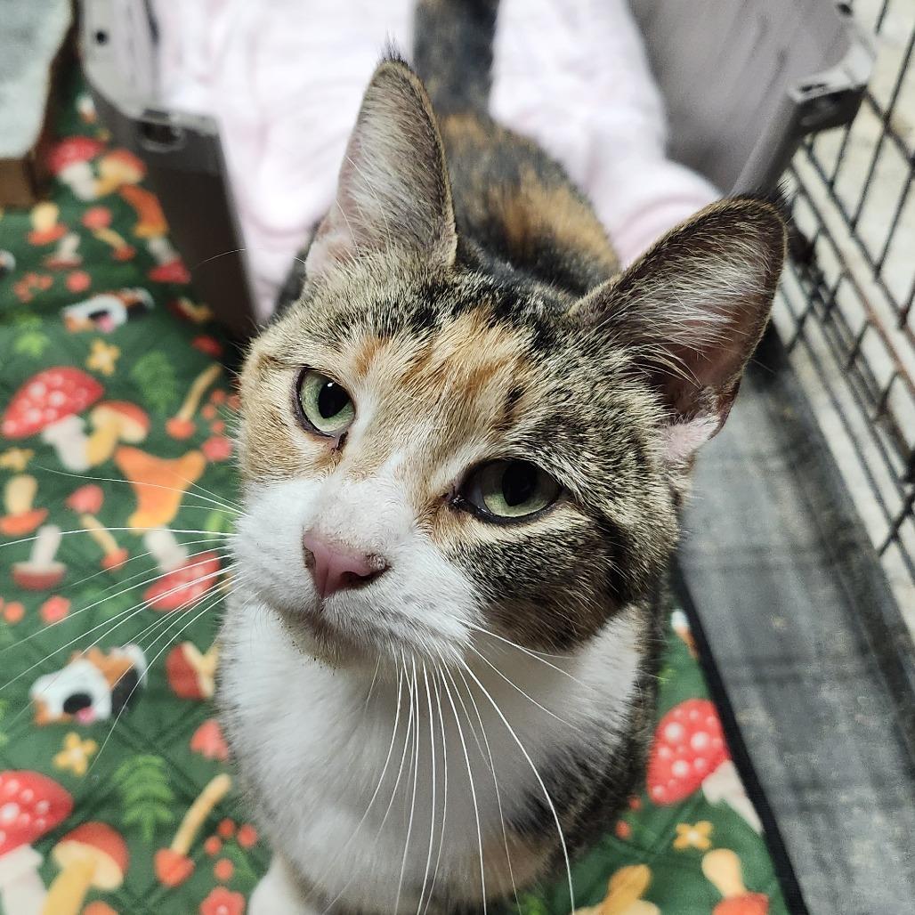 Pretzel, Adoptable, Adult Female Domestic Short Hair.