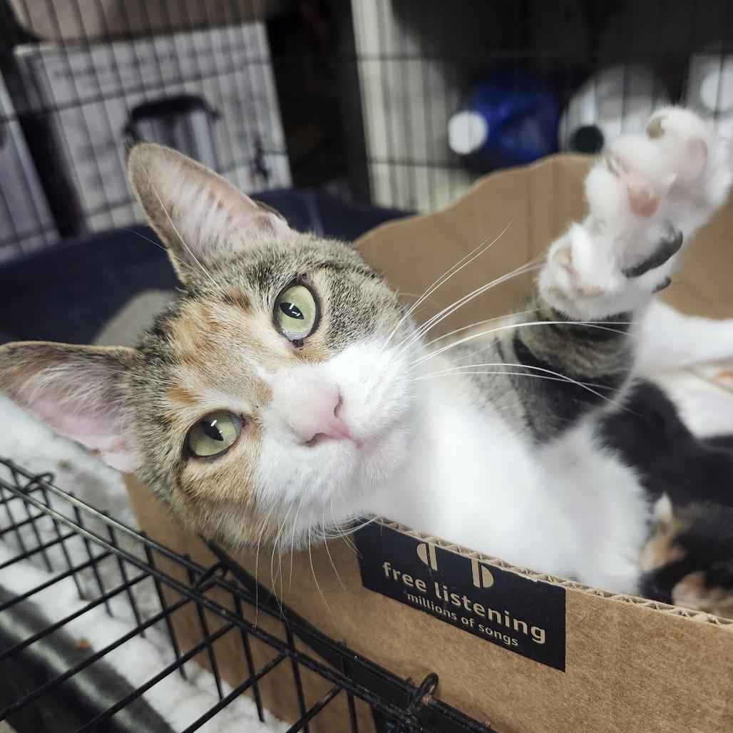 Pretzel, a Adoptable Domestic Short Hair in Middletown, OH image 2/4
