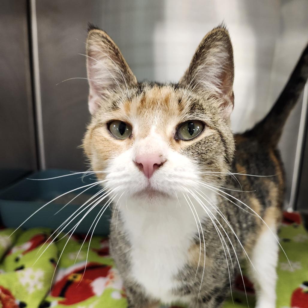 Pretzel, a Adoptable Domestic Short Hair in Middletown, OH image 3/4