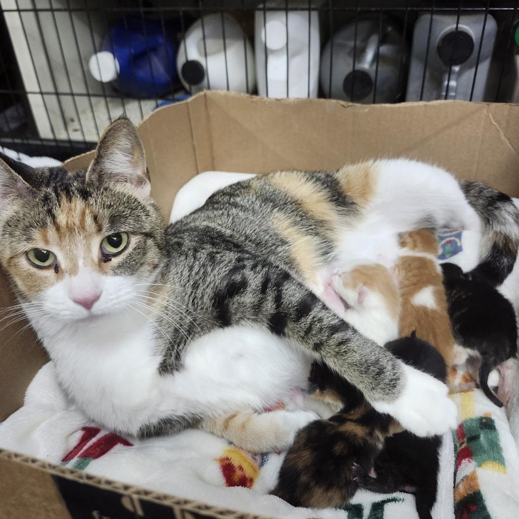 Pretzel, a Adoptable Domestic Short Hair in Middletown, OH image 4/4
