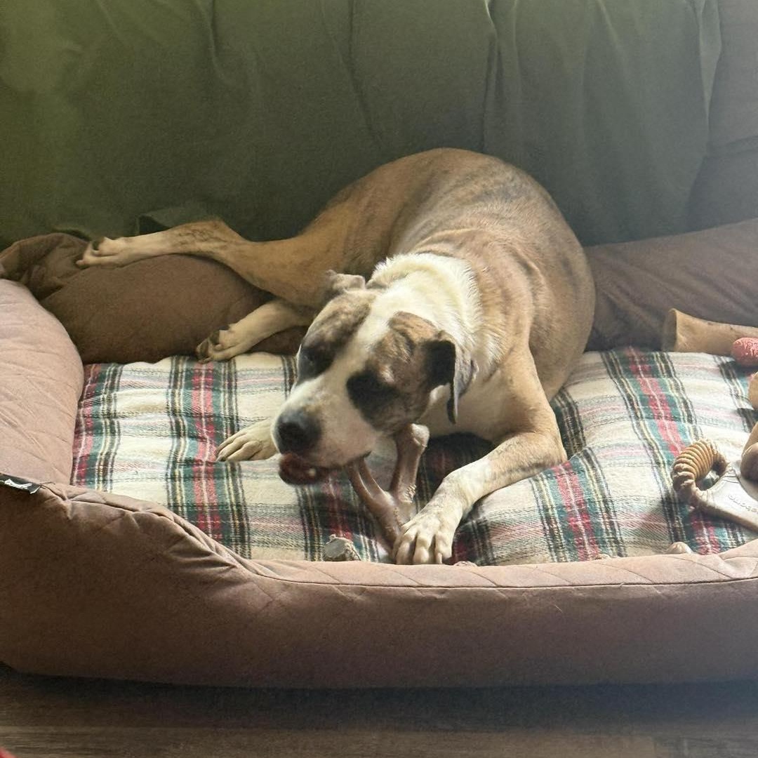 Enlarge Marsha, a Adoptable mixed breed in Chalfont, PA image 3/3