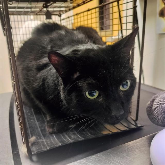 CHAUFFEUR, Adoptable, Adult Male Domestic Short Hair.