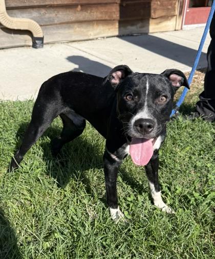 Watermelon, Adoptable, Puppy Male Mixed Breed & Mixed Breed.