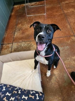 Enlarge Watermelon, a Adoptable mixed breed in Independence, MO image 2/3