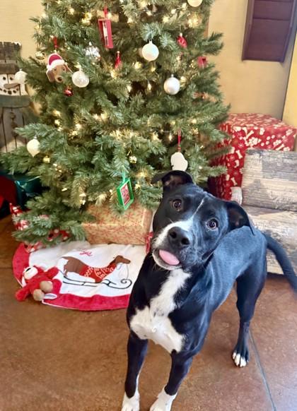 Watermelon, a Adoptable mixed breed in Independence, MO image 3/3
