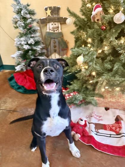 Enlarge Watermelon, a Adoptable mixed breed in Independence, MO image 3/3