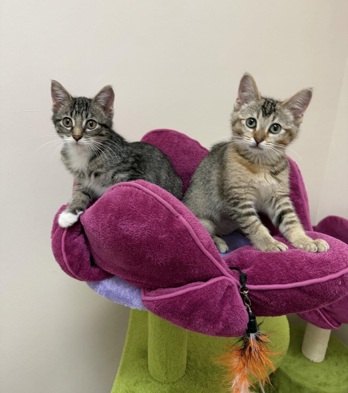 Enlarge Jennifer (must be adopted with Rita), a Adoptable mixed breed in Walled Lake, MI image 2/3