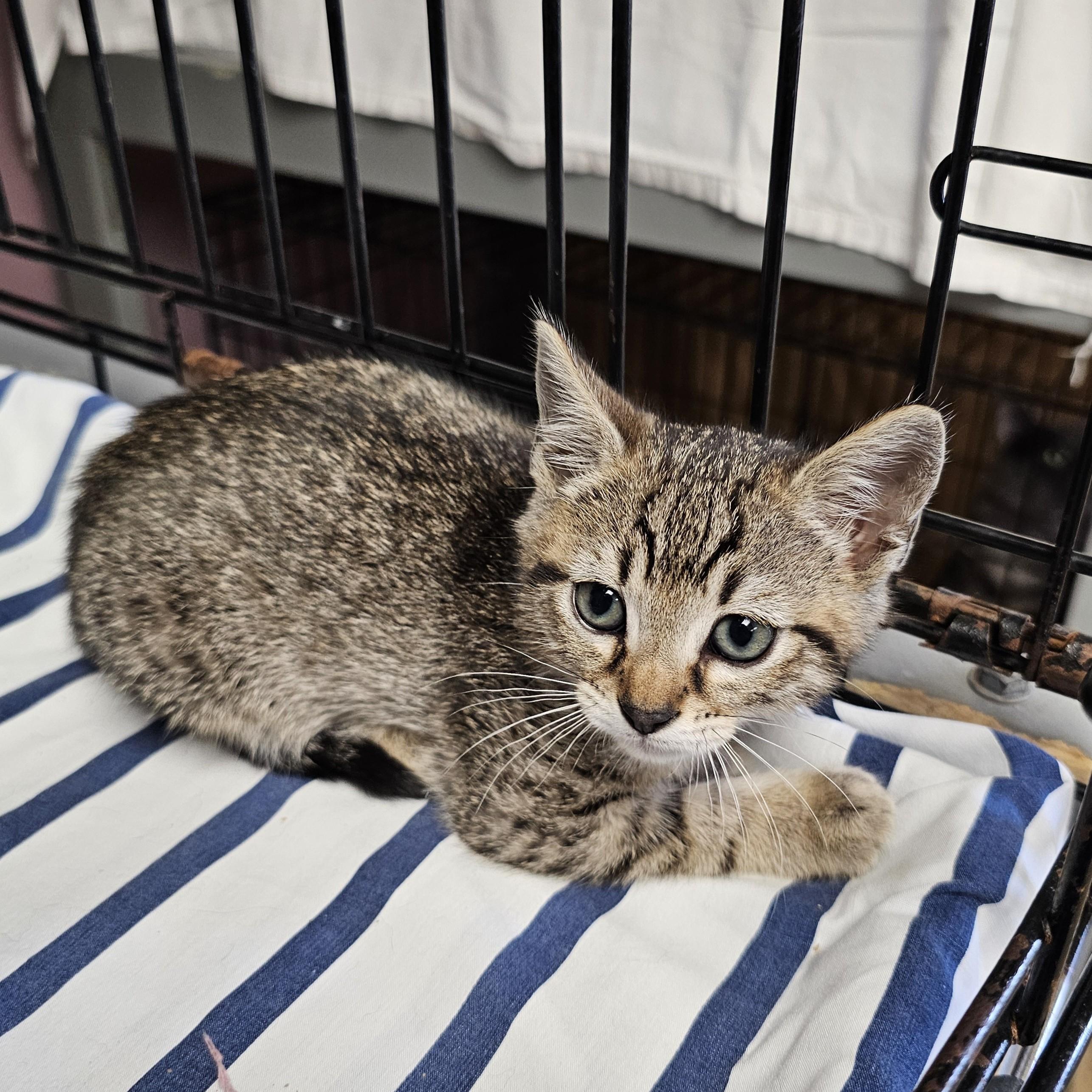 Oliver, Baby Male Domestic Short Hair