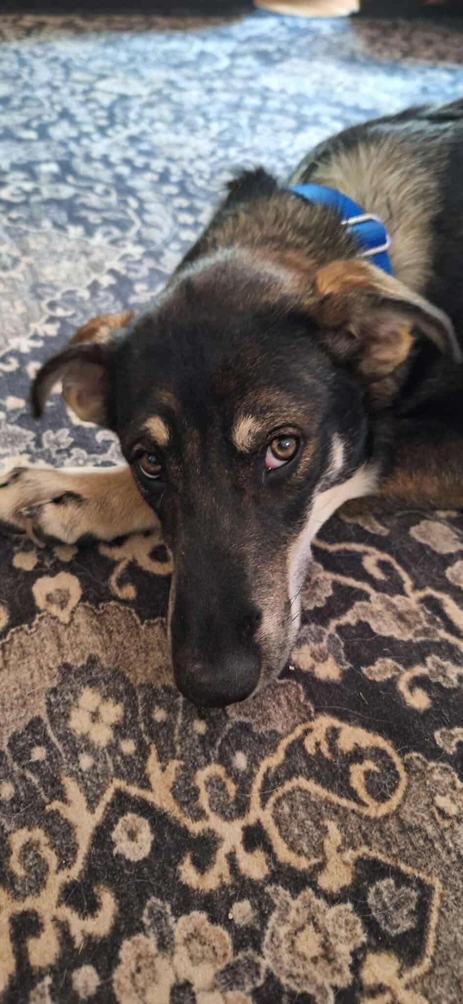 Tesla (puppy), Adoptable, Puppy Female Siberian Husky.