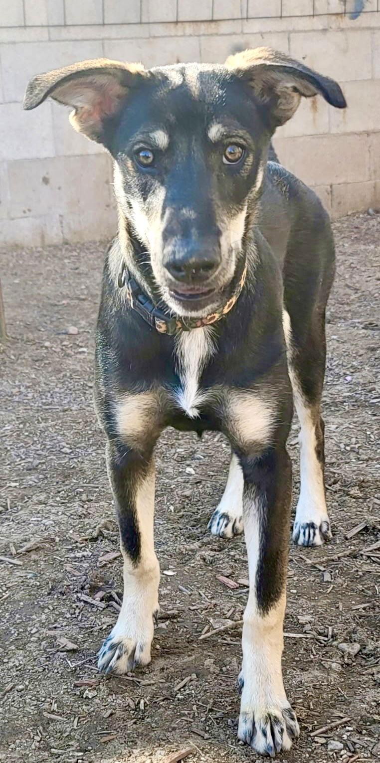Enlarge Tesla (puppy), a Adoptable Siberian Husky in Cedar Crest, NM image 1/3