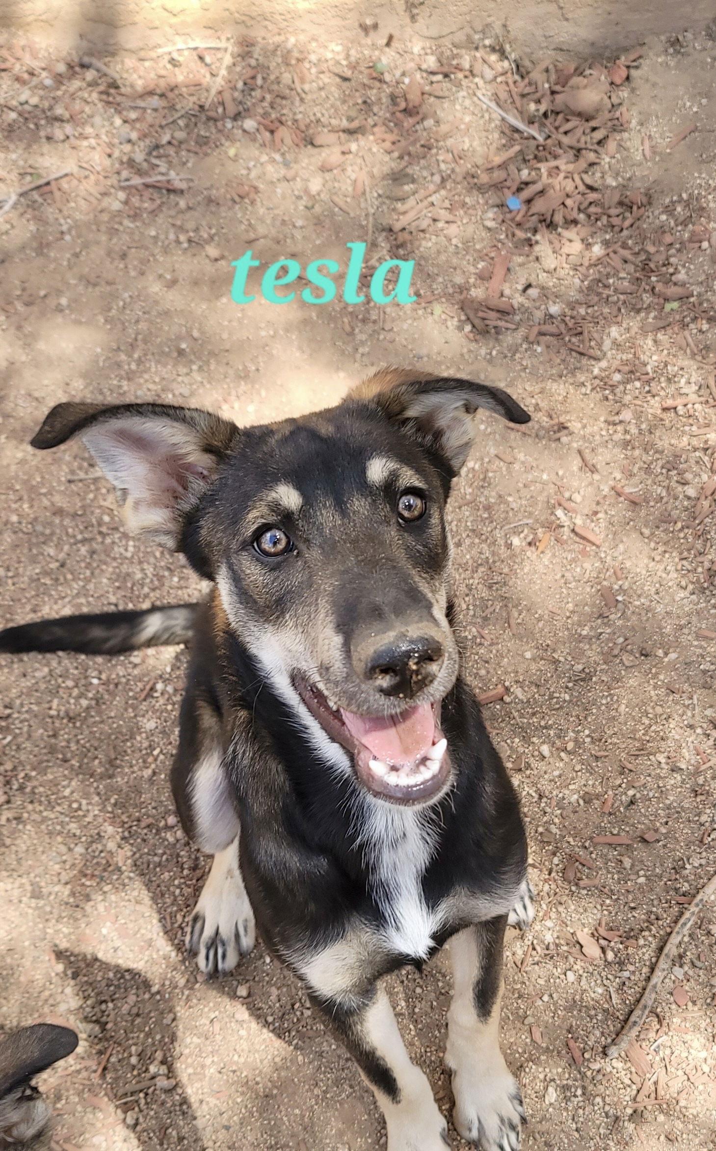 Tesla (puppy), a Adoptable Siberian Husky in Cedar Crest, NM image 2/3