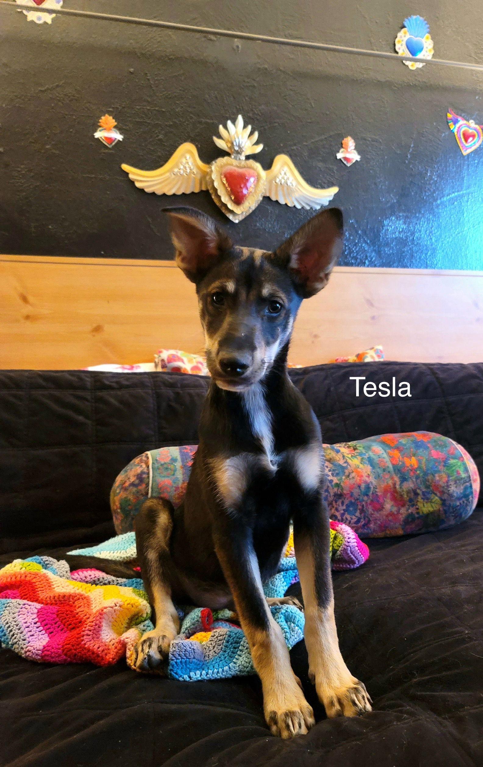 Tesla (puppy), a Adoptable Siberian Husky in Cedar Crest, NM image 3/3