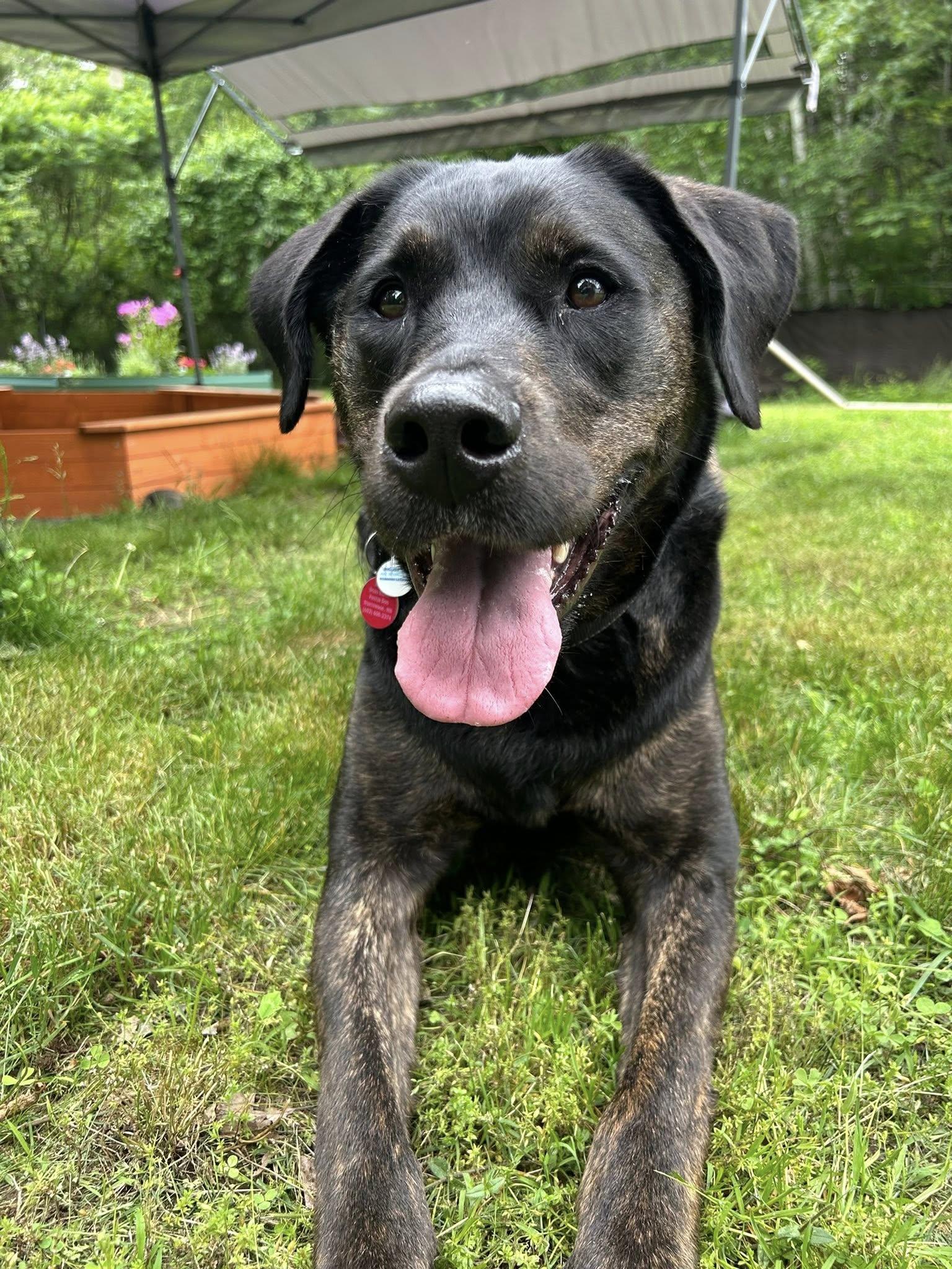 Enlarge Scooby *HERE IN NH*, a Adoptable Mixed Breed in Northwood, NH image 1/6