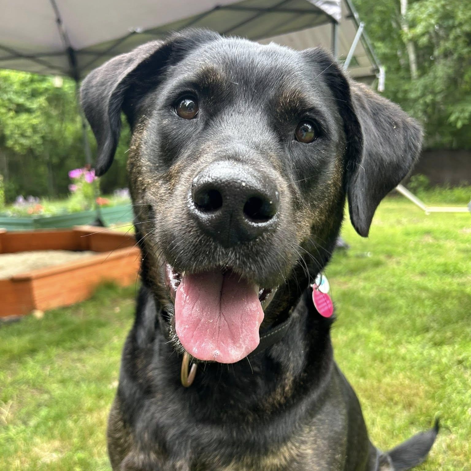 Scooby *HERE IN NH*, Adoptable, Adult Male Mixed Breed.