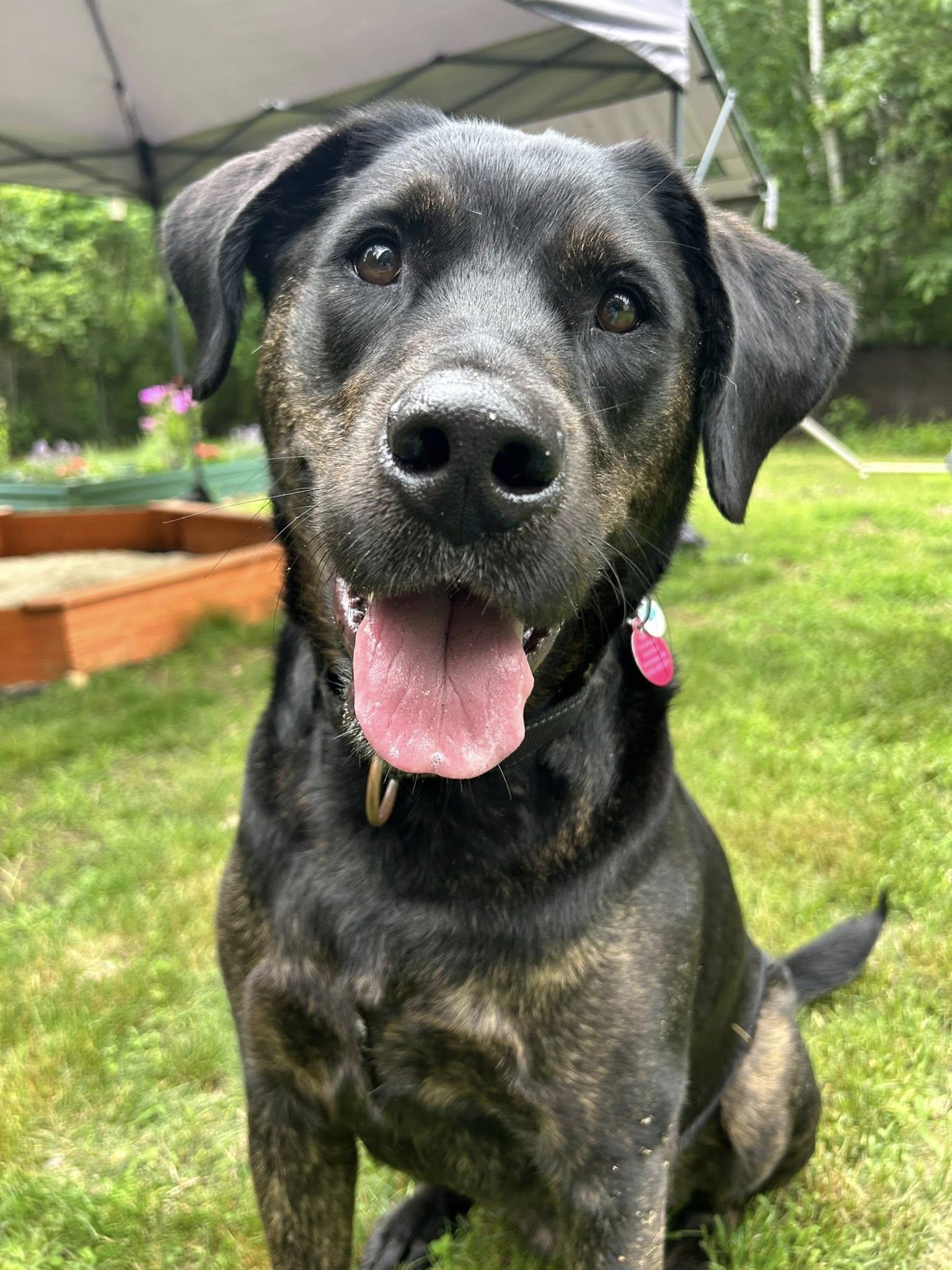 Enlarge Scooby *HERE IN NH*, a Adoptable Mixed Breed in Northwood, NH image 2/6