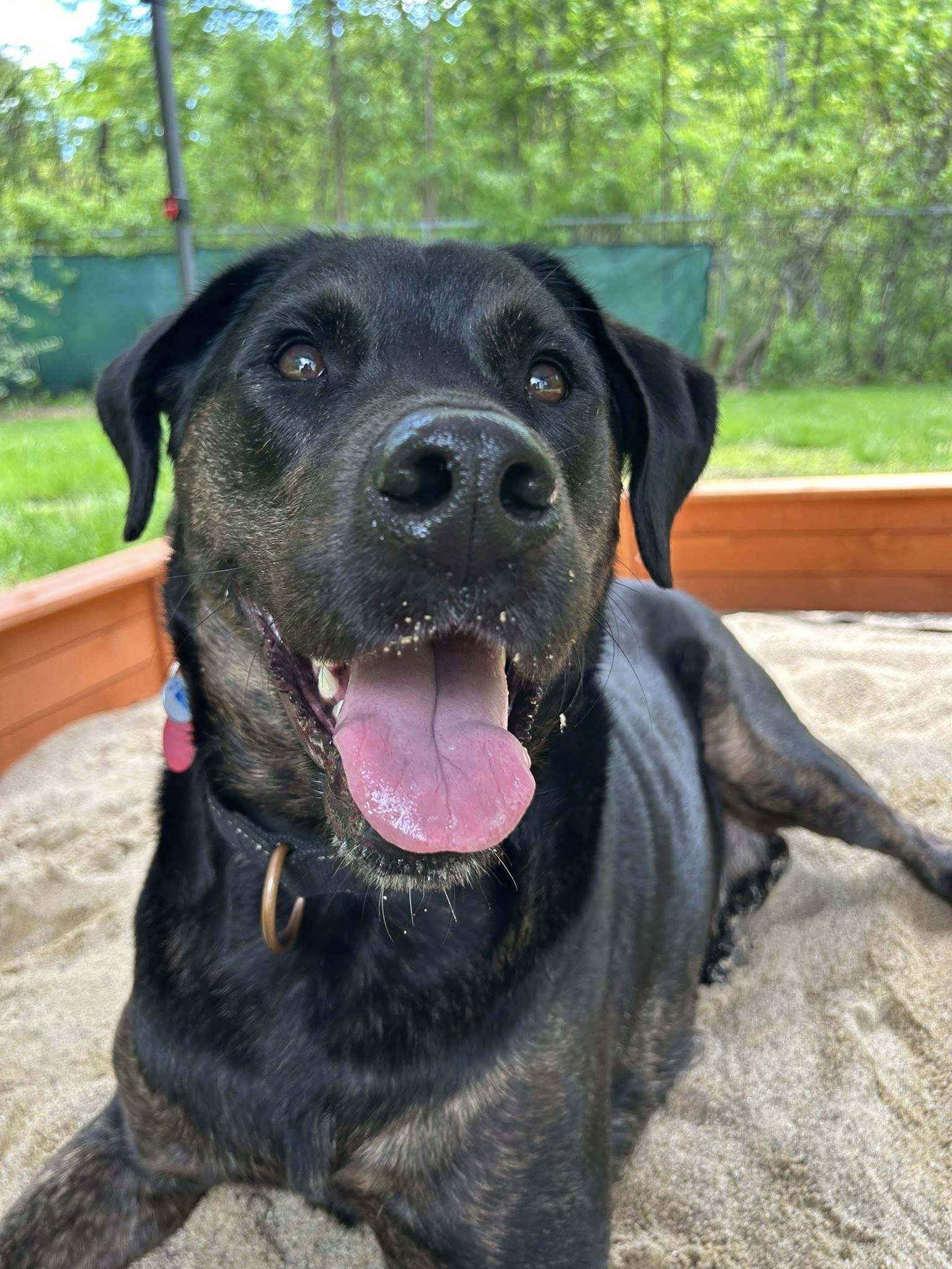 Enlarge Scooby *HERE IN NH*, a Adoptable Mixed Breed in Northwood, NH image 4/6