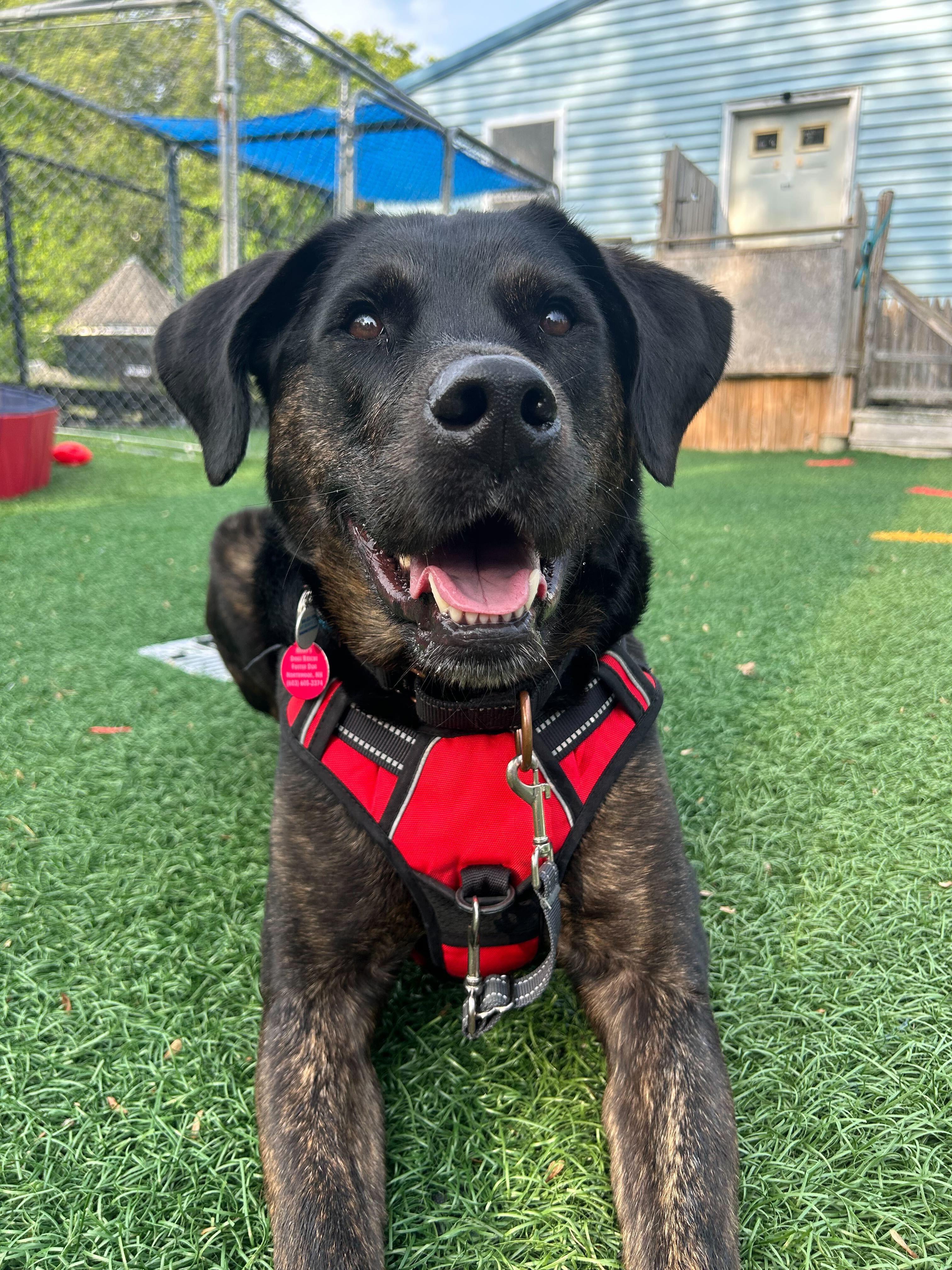 Enlarge Scooby *HERE IN NH*, a Adoptable Mixed Breed in Northwood, NH image 5/6