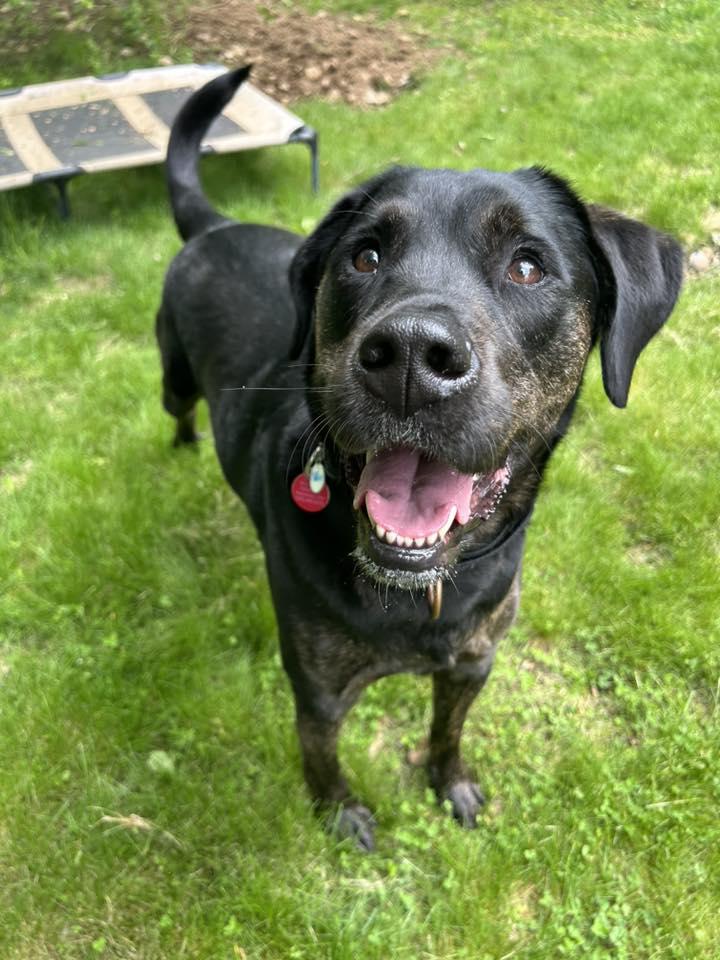 Enlarge Scooby *HERE IN NH*, a Adoptable Mixed Breed in Northwood, NH image 6/6