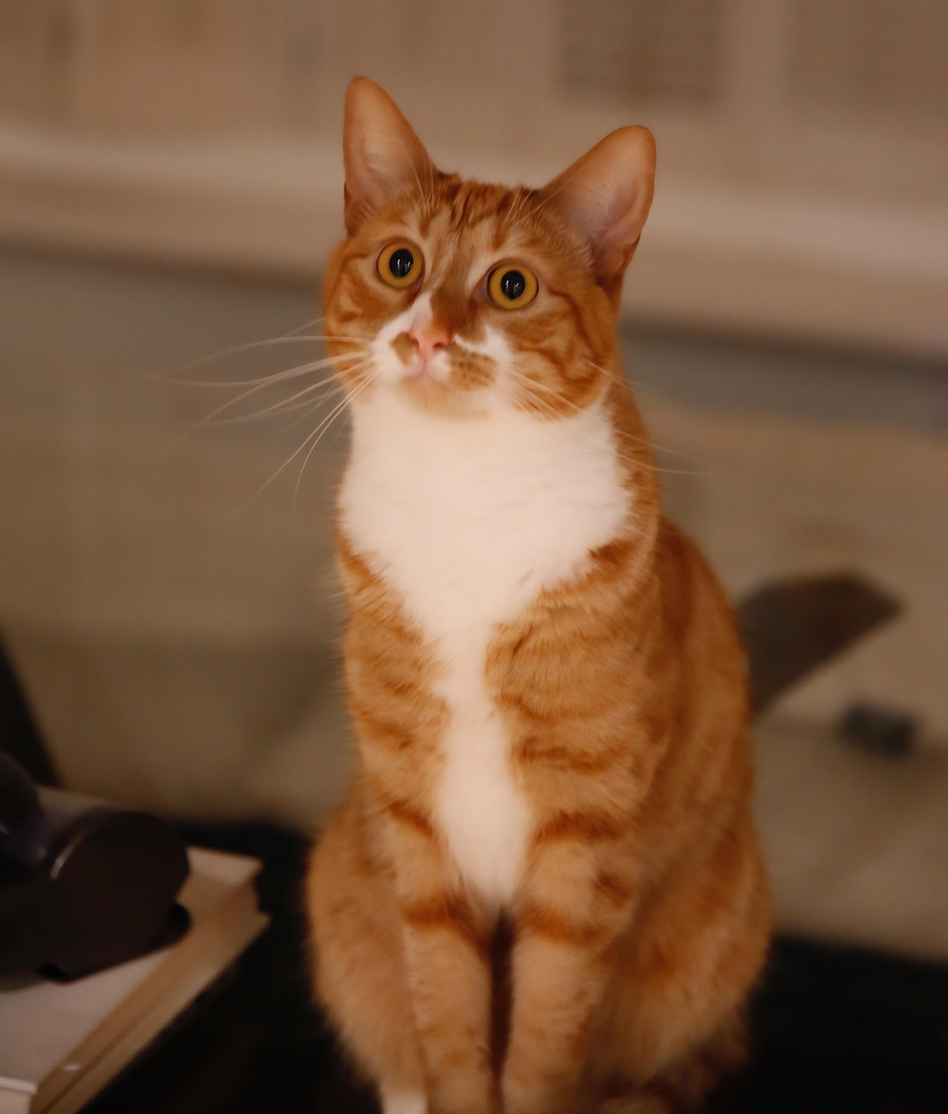 Scarlet, a Adoptable Tabby in South San Francisco, CA image 2/6