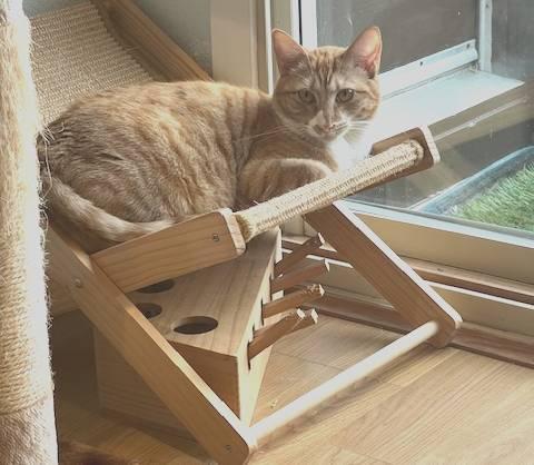 Scarlet, a Adoptable Tabby in South San Francisco, CA image 4/4