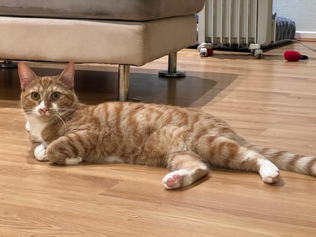 Scarlet, a Adoptable Tabby in South San Francisco, CA image 3/4