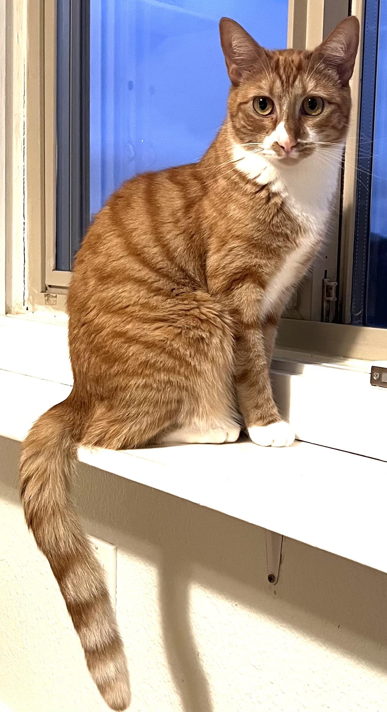 Scarlet, a Adoptable Tabby in South San Francisco, CA image 2/4