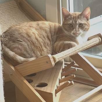 Scarlet, Adoptable, Young Female Tabby.