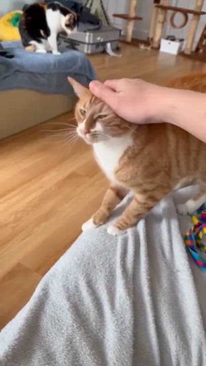 Enlarge Scarlet, a Adoptable Tabby in South San Francisco, CA video 4/6