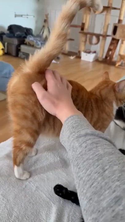 Enlarge Scarlet, a Adoptable Tabby in South San Francisco, CA video 3/6