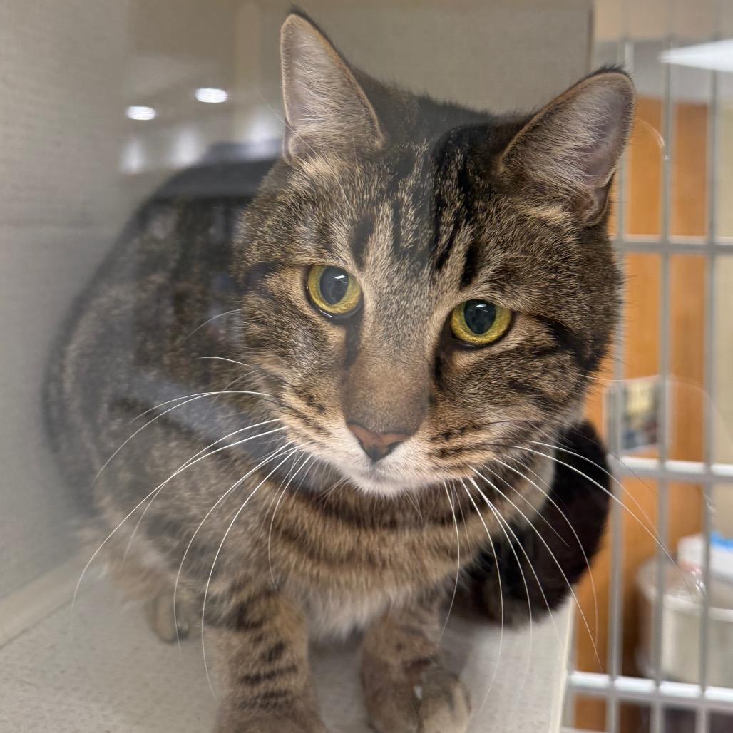 Enlarge Sherlock Holmes, a Adoptable Domestic Short Hair in Reisterstown, MD image 1/1