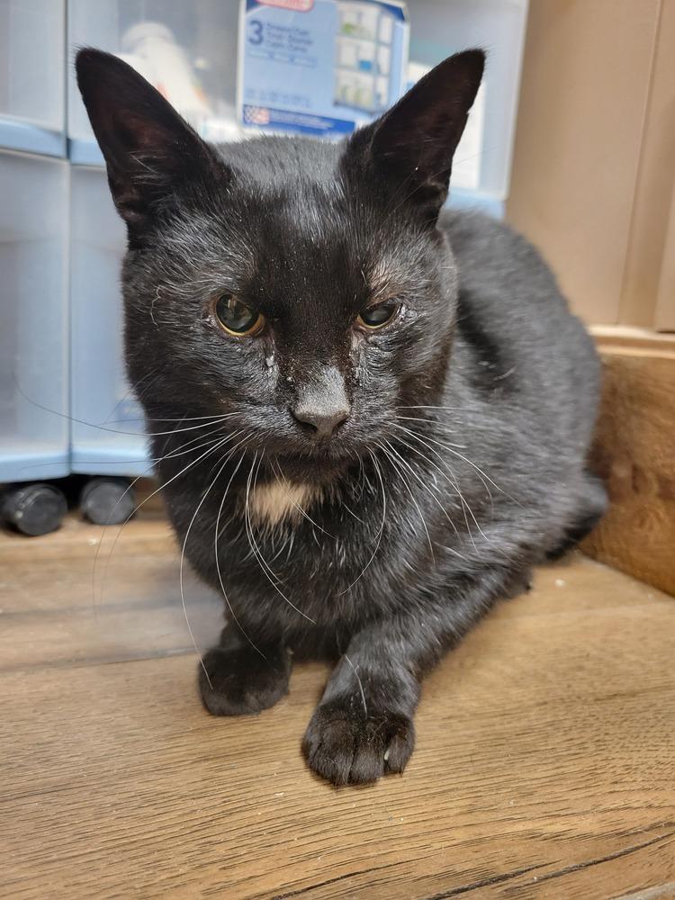 Kam, Adoptable, Adult Male Domestic Short Hair.