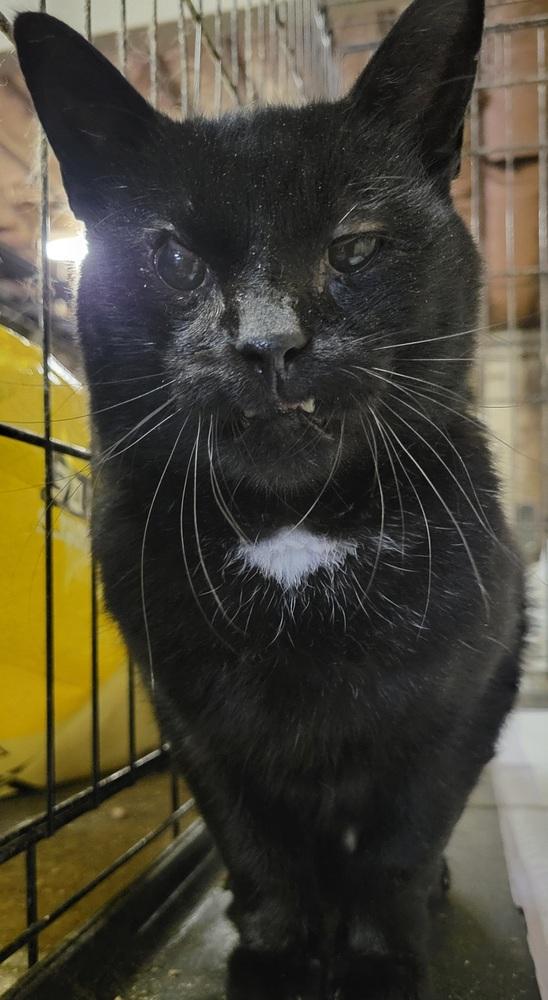 Enlarge Kam, a Adoptable Domestic Short Hair in Lorain, OH image 2/6