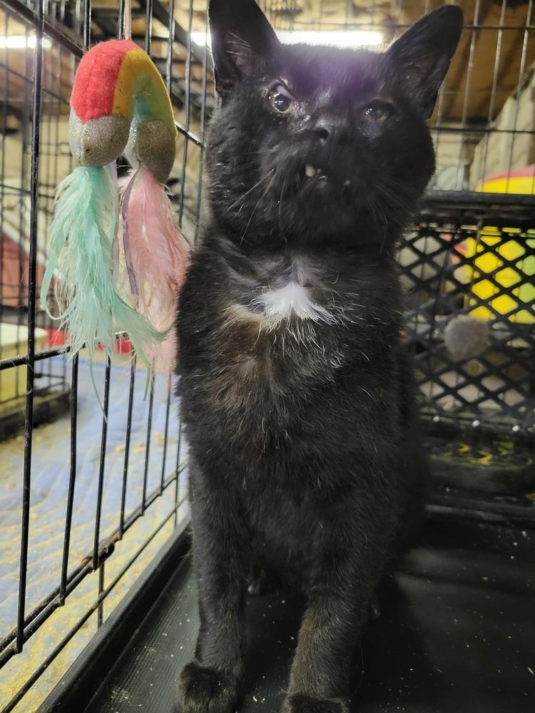 Enlarge Kam, a Adoptable Domestic Short Hair in Lorain, OH image 3/6