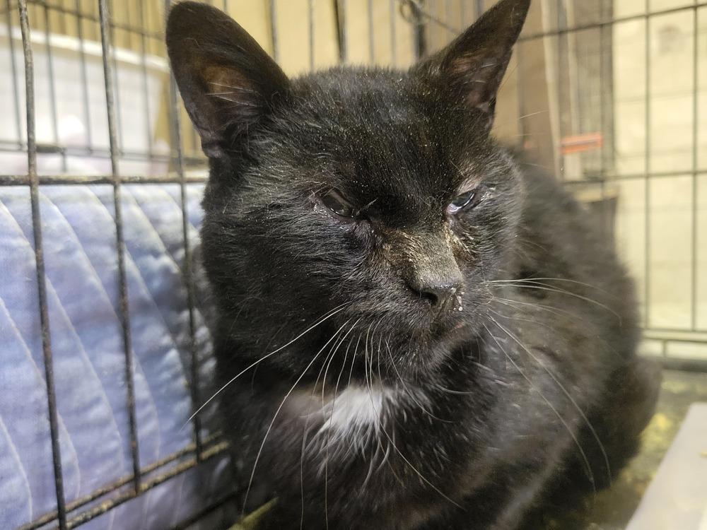 Enlarge Kam, a Adoptable Domestic Short Hair in Lorain, OH image 4/6