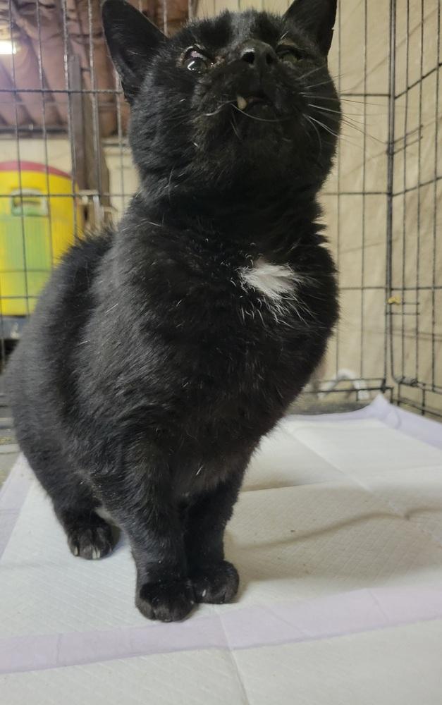Enlarge Kam, a Adoptable Domestic Short Hair in Lorain, OH image 5/6