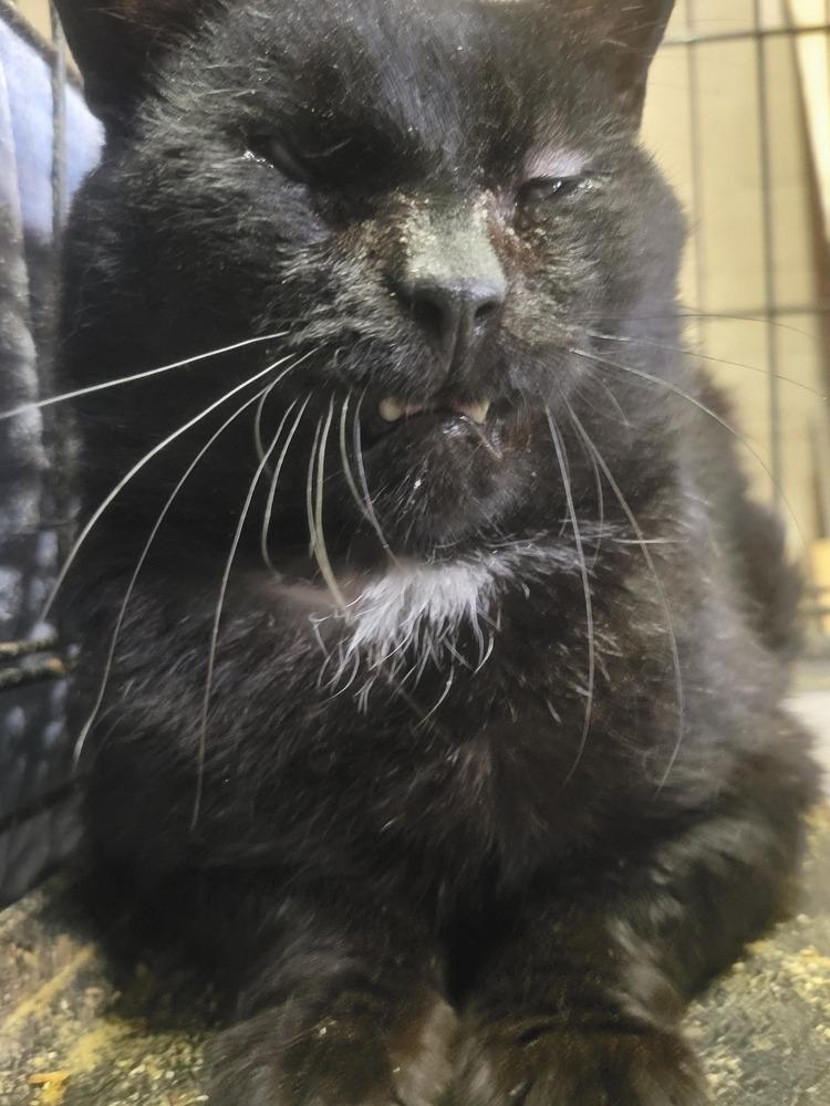 Enlarge Kam, a Adoptable Domestic Short Hair in Lorain, OH image 6/6