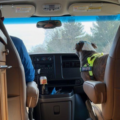 Enlarge Buddy, a Adoptable English Bulldog in Chicago, IL image 3/5