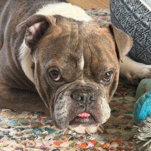 Enlarge Buddy, a Adoptable English Bulldog in Chicago, IL image 4/5