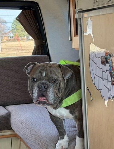 Enlarge Buddy, a Adoptable English Bulldog in Chicago, IL image 5/5